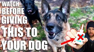 How to Put Medication in Your Dogs Ears [upl. by Lumbard]