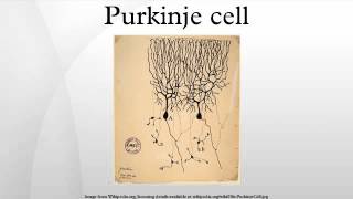 Purkinje cell [upl. by Rhines]