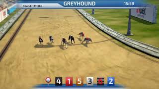 Best Dog Betting Game  Greyhound Racing game 3D virtual dogs InbetGames [upl. by Vikki]