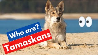 Tamaskan Northern Inuit A to Z Complete Guide on this Dog Breed [upl. by Carri]