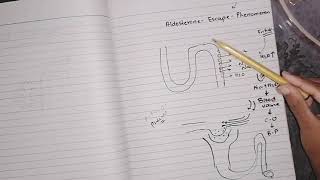 Aldosterone escape phenomenon guyton78 endocrinephysiology mineralocorticoids [upl. by Marleah]