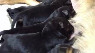 les chiots berger allemand a holi 2 jours de vie [upl. by Nolla132]