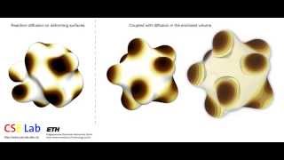 Reactiondiffusion on the surface and the interior of deforming geometries CSElab ETHZ [upl. by Bear]