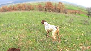 BRAQUE FRANCAIS TYPE PYRENEES CH NAIBE MIRA MAYA [upl. by Neill]