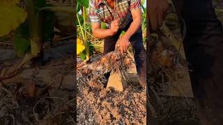 Strong Hands Harvest Fresh Eddoes satisfying agriculture asmrvideo [upl. by Mamie]