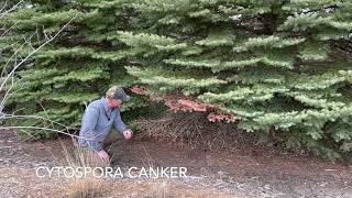 Cytospora Canker on Colorado Spruce Early symptoms examined [upl. by Ahset]