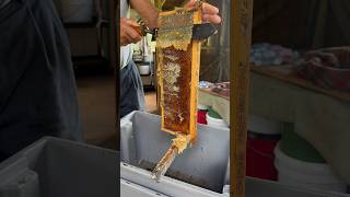 Collecting Raw Honey on Kauai [upl. by Laerdna489]