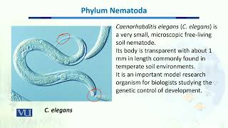 Phylum Nematoda  Biodiversity amp EvolutionII  BT201Topic040 [upl. by Jillene15]