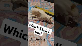 What SKULL is this wildlife ukwildlife Wildlife Question of the Day 4 [upl. by Wivinia]