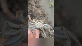 Baby crabs in China rice paddies factstelugu ytshorts [upl. by Almita]