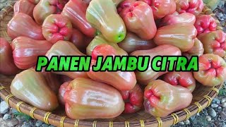 Panen Jambu Citra [upl. by Naasah902]