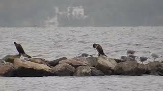 Cormorants and gulls amidst turbulent waters [upl. by Aicirtak]