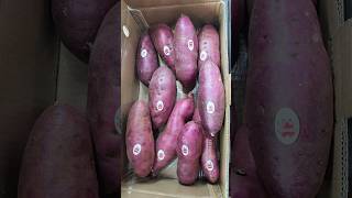 Japanese sweet potato export  日本红薯出口 sweetpotato 红薯🍠 [upl. by Ajidahk524]