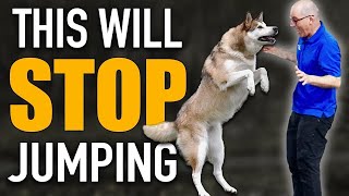 Do You Have A Dog Breed That LOVES To Jump [upl. by Leaper428]