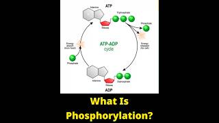 What Is Phosphorylation shorts biology  Quick Learn [upl. by Eanat]