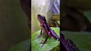 Purple Toads Atelopus barbotini purpletoad explore feeding fyp reptilelover amphibians poison [upl. by Eldorado234]