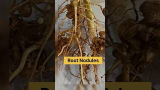 Root nodules  bacteria live in the roots of leguminous plantsviral students science [upl. by Boylston757]