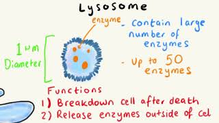 LYSOSOMES  STRUCTURE AND FUNCTION EXPLAINED FAST [upl. by Rehpotisrhc449]