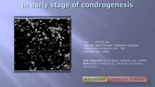 Visualization of ATP oscillation with luciferase in living cell [upl. by Aamsa126]