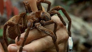 Holding a Wild Goliath Tarantula  Deadly 60  Earth Unplugged [upl. by Leoline553]