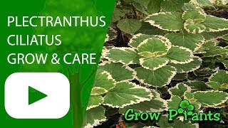 Plectranthus ciliatus  grow care amp replant mosquito [upl. by Hamrnand]