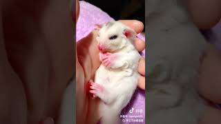 Oops what are you dreaming about Dancing sugar glider player sugar glider Internet celebrity c [upl. by Culbert]