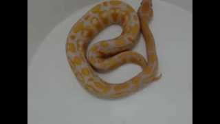 Lavender Albino Ball Python  122413 [upl. by Kall967]