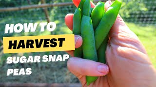 How and When to Pick Sugar Snap Peas  Harvesting Sugar Snap Peas [upl. by Ellenyl]