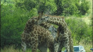 Giraffes Fighting 2 [upl. by Otecina99]