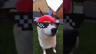 dog funny cute babyshorts cute cutebaby laughing viralvideos youtubeshorts [upl. by Honoria825]