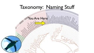 Taxonomy and Systematics [upl. by Eniamurt]