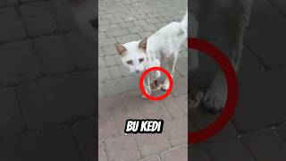 Bu KEDİ Az Kalsın ÖLÜYORDU Ama Hayata Tutundu 😥 [upl. by Aseela968]