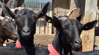 💚 La cabra Murcianogranadina Sierra del Montsec Lleida 🐐🐐🐐🐐 [upl. by Grimaldi]