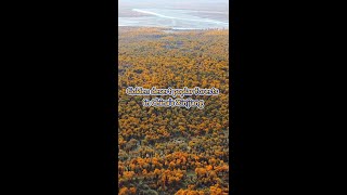 Mesmerizing golden desert poplar forests in Chinas Xinjiang [upl. by Rehpotsrhc10]