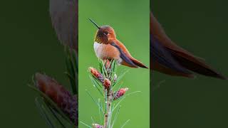 Longest migratory hummingbird shorts Rufous hummingbird [upl. by Aiciles]