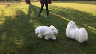 COTON DE TULEAR DOG PLAY [upl. by Emoreg644]