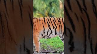 Tiger Song  like share subscribetiger animals mkbhargavi [upl. by Kata969]