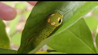 Spicebush Swallowtail Butterfly Lifecycle [upl. by Oek829]