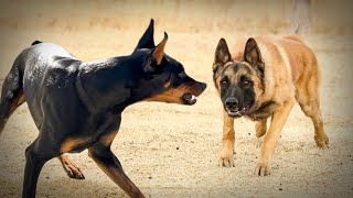 Malinois VS Doberman [upl. by Annoda298]