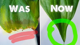 STOP Killing Your Plant  Heres Why Peace Lily Leaves Turn Yellow  How to fix that [upl. by Dichy]