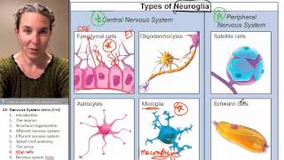 Nervous sytem 8 Glial cells [upl. by Nnylyma]