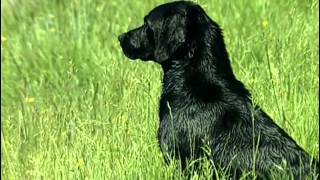 Le Labrador Retriever  Origine personnalité éducation santé hygiène choix du chiot [upl. by Erdnad]