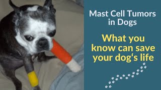 Mast Cell Tumors in Dogs  The Most Common Form of Skin Cancer [upl. by Gere433]