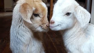 CUTE BABY GOATS  Funny Newborn Goats [upl. by Auohc]