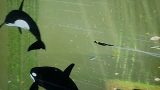 Abzu  Nintendo Switch Announcement Trailer [upl. by Helgeson]