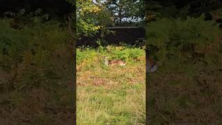 An autumn walk through Dunham Massey reveals deer gracefully wandering amidst vibrant fall foliage [upl. by Sadiras]