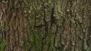 Whitebreasted Nuthatch foraging on tree trunk [upl. by Rehteh]