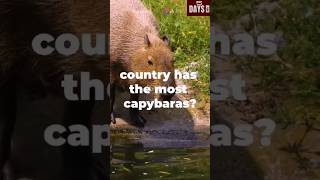 Top 5 Countries with the most Capybaras 2024 shorts country capybara [upl. by Boot]