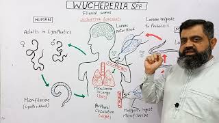 Life Cycle of Wuchereria English medium profmasoodfuzail Filarial Worm  Elephentiasis [upl. by Cutler580]