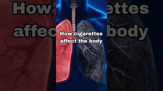 How cigarettes affect the body ytshortsvideo facts lungs cigarette healthy trend [upl. by Yreva]